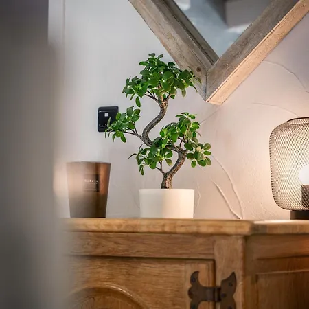 La Casa Del Cookie Шиме